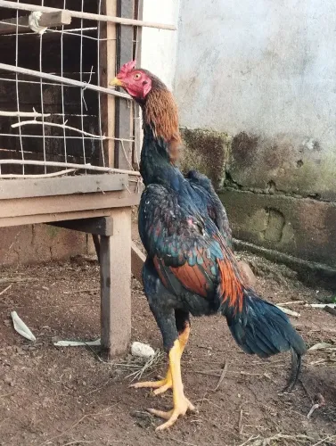 Galo