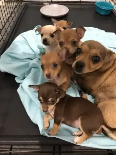 PINSCHER X CHIHUAHUA