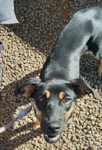 Doa-se cachorrinha