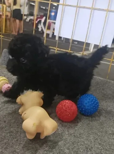 Cachorro