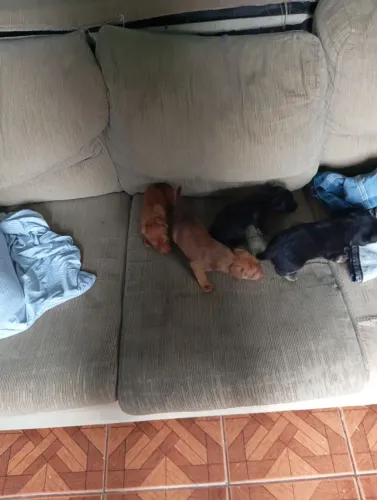 Vendo filhotes de pinchter n1