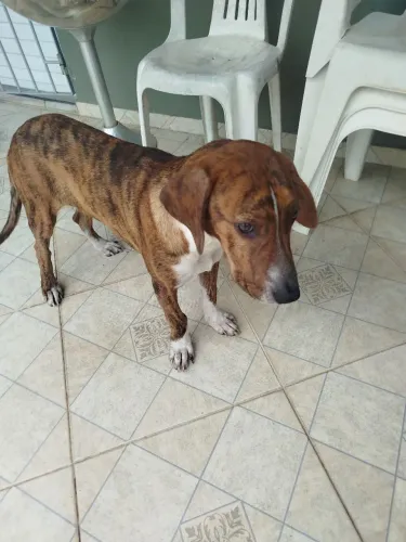Doação responsável