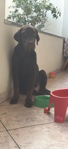 Labrador macho 6 meses