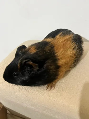 Vende-se porquinha da índia - Inglesa  