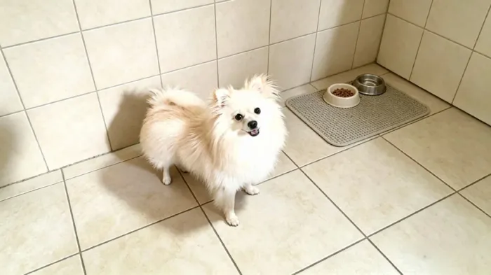 Spitz Alemão Macho procura namorada