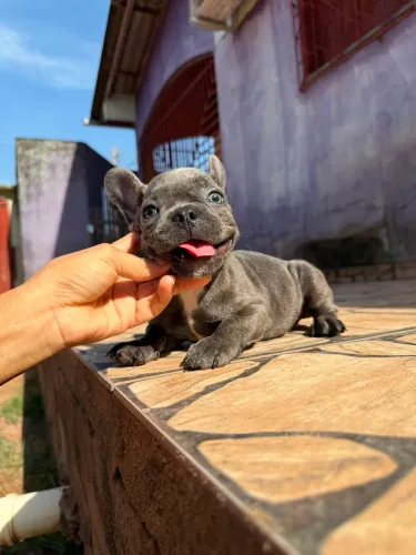 Filhote Bulldog Francês Macho Blue