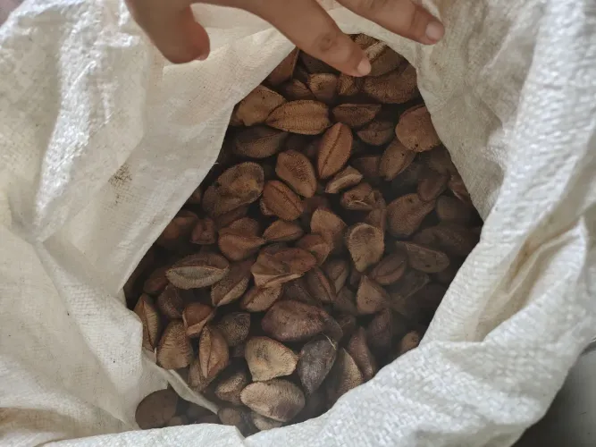 castanhas do nosso sítio do Pau Rosa 