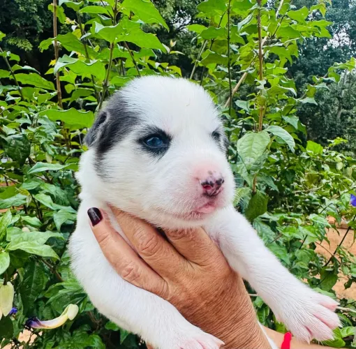 Husky Siberiano Wooly  WhatsApp entre contato * 