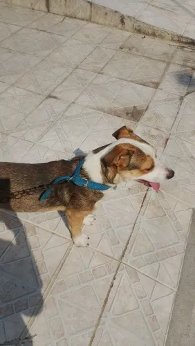 Pitbull misturado