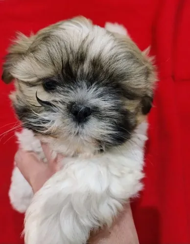 Shitzu mini
