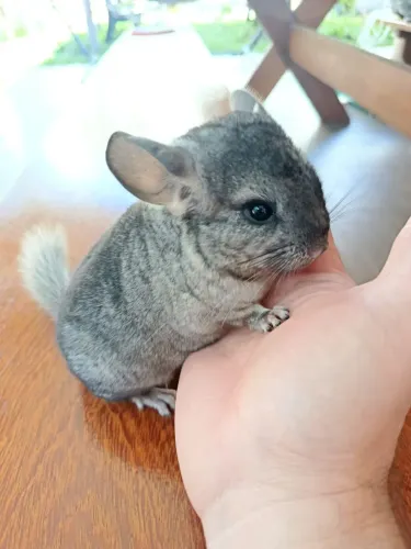 Chinchila (filhote)