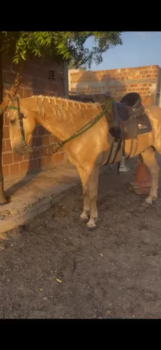 A venda cavalo baio amarilho 