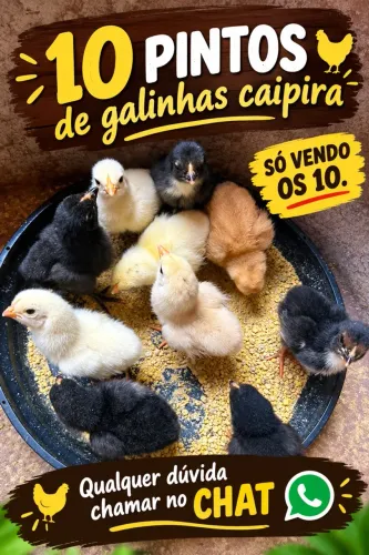 Pintos