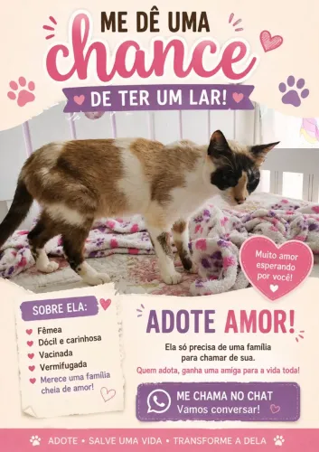 Doação de uma gatinha, são José
