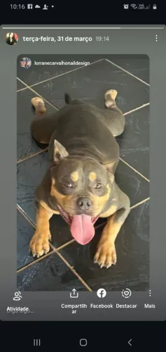 vende-se Lindos Filhotes de Américan Bully Legítimo 