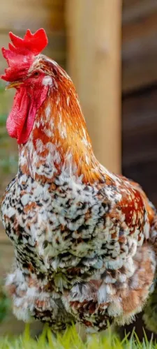 CRIAÇÃO DE GALINHAS GSB