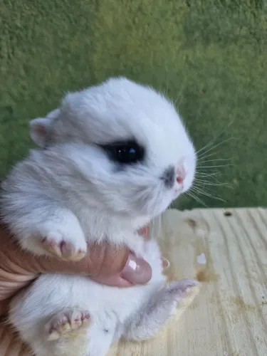 Netherlands Dwarf anão 