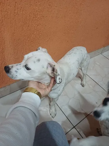 Cachorrinho filho de pitbull com vira lata 