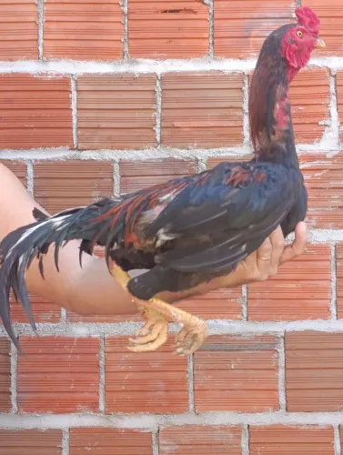 galo novo