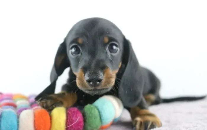 Dachshund saudável, vacinado e pronto pra entrega