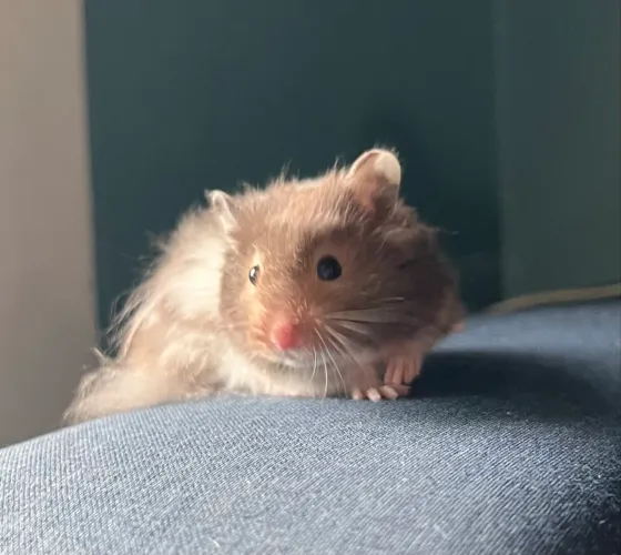 Os hamsters mais lindos do mundo!