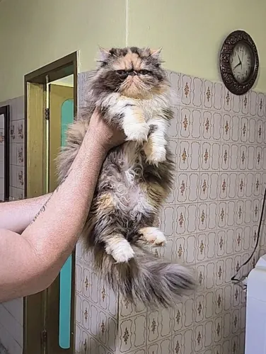 Gata Persa fêmea 6 meses