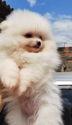 Lulu da Pomerania