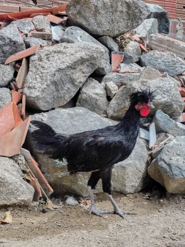 Galo polonês 