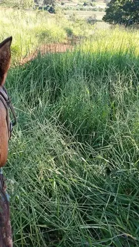 Curvelo/MG- Fazenda 200hectares - R$ 7.000.000,00