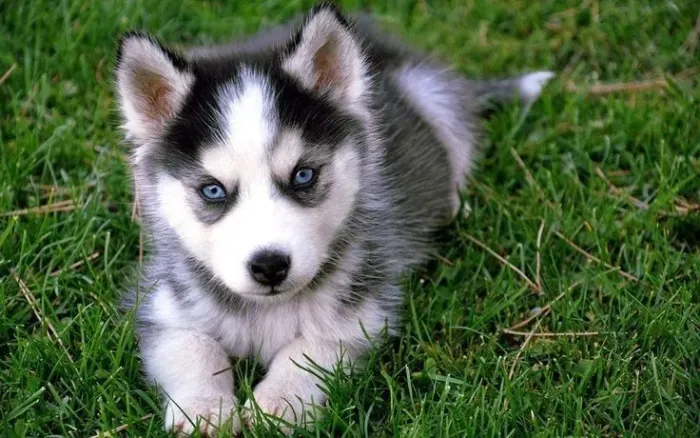 Filhote Husky Siberiano - olhar azul 