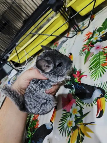 Chinchila filhotes disponíveis 
