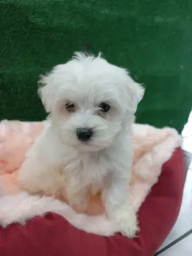 Maltês O Cão com a Personalidade Mais Divertida que Você Vai Conhecer!