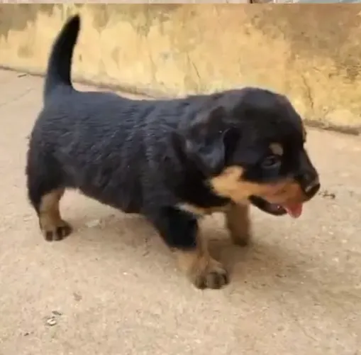 VENDA CACHORRO ROTTWEILER FEMEA