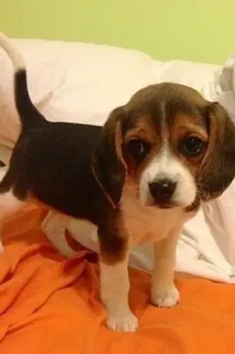 Beagle Alegre e Brincalhão à Sua Espera