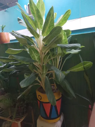 Planta aglaomena grande