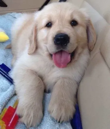 Filhote Golden Retriever todo emotivo