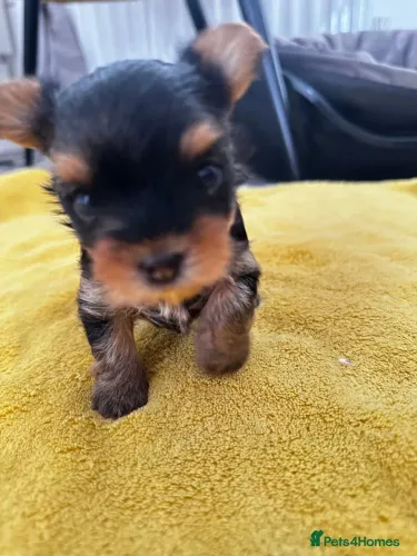 Yorkshire terrier lindezas