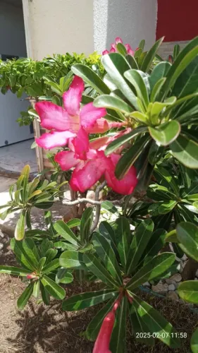 Serviço de jardinagem em geral 