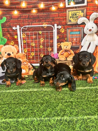 Dachshund teckel / fêmeas Basset mini