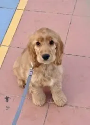 Cocker tem dourados , chocolate ,preto e branco