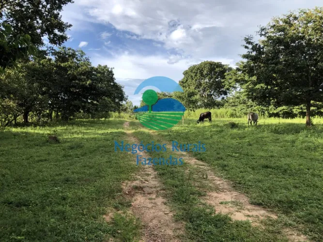 Fazenda a venda em Goiás 484 Hectares, 100 alqueires para lavoura e cana.
