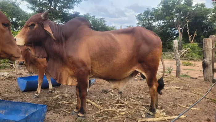 Touro Sindi  registrador  po