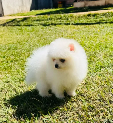 Filhote de Spitz Alemão Anão (Lulu da Pomerânia)