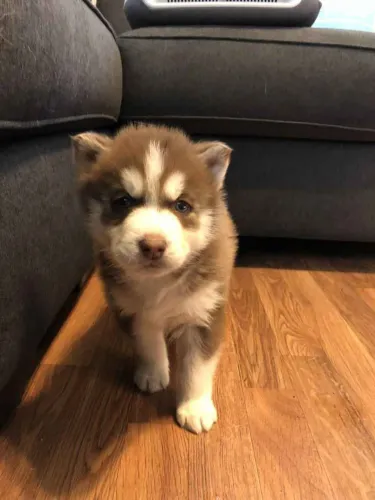 Filhote Husky Siberiano, Amor de quatro patas te esperando!