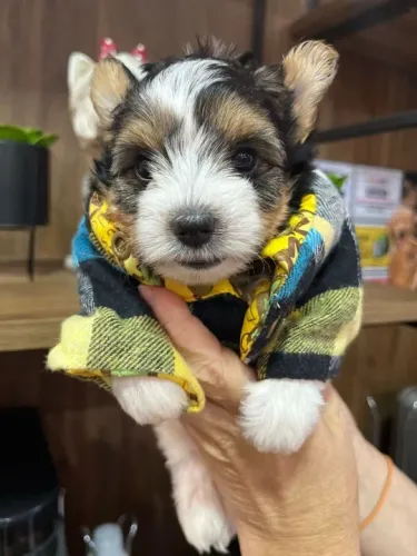 Biewer Yorkshire Terrier Anão - Pequeno no tamanho, gigante no amor!