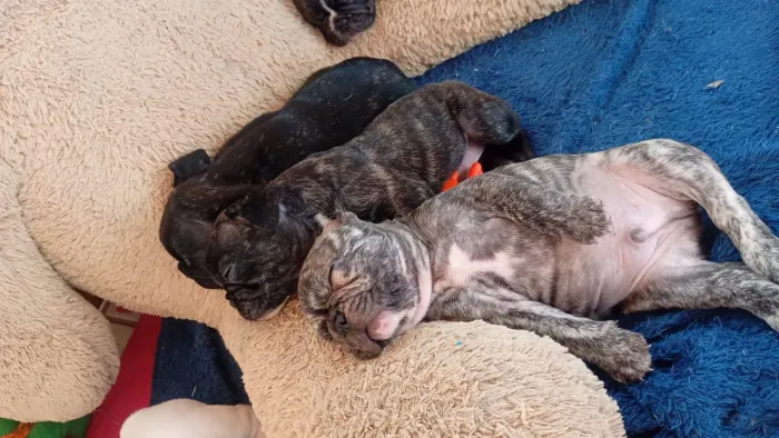 Filhotes de buldogue Francês
