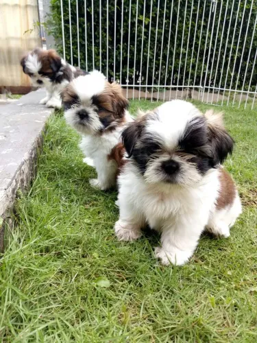 Lhasa apso femea ultima da ninhada
