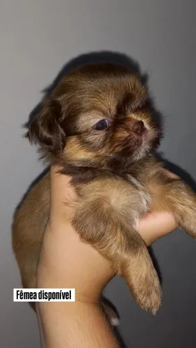 Filhotes de shih tzu