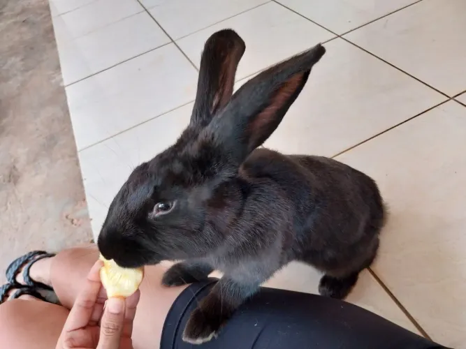 Doação de um Coelho Frandles Fêmea 