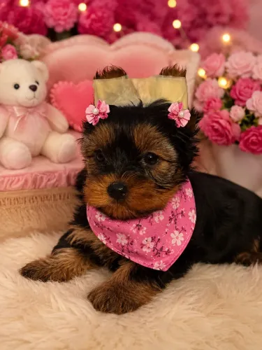 Belezinha de yorkshire mini fêmea para você!